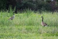 Picture of Canada Geese In Weeds of Area 11 Between Upper and Lower Lakes - June 8, 2011